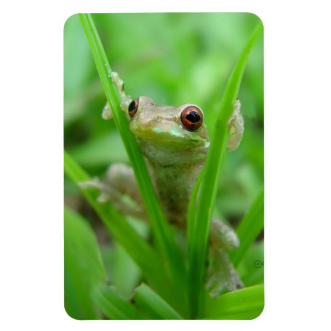 Tree Frog holding on Flexi Magnet (Vertical)