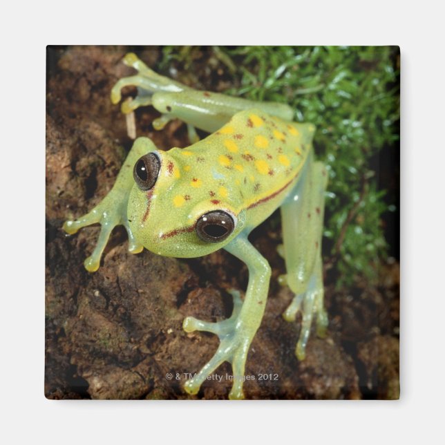Tree Frog (Hylidae) Magnet (Front)