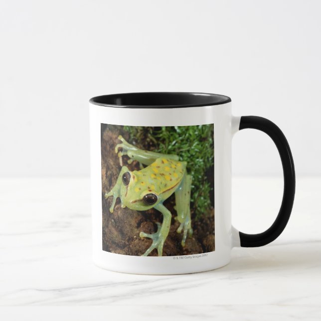 Tree Frog (Hylidae) Mug (Right)