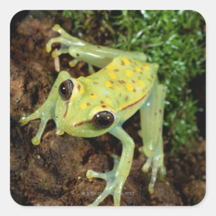 Tree Frog (Hylidae) Square Sticker