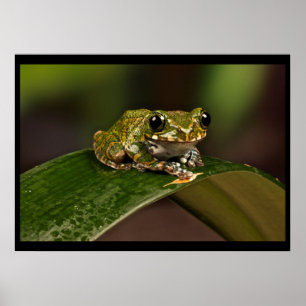 Tree Frog - Knowsley Safari Park Poster