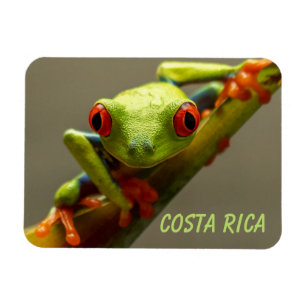 Tree Frog Looking at You in Costa Rica Magnet