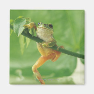 Tree Frog Magnet