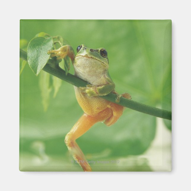 Tree Frog Magnet (Front)