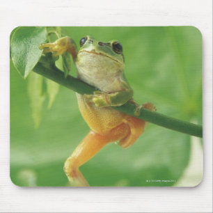 Tree Frog Mouse Pad