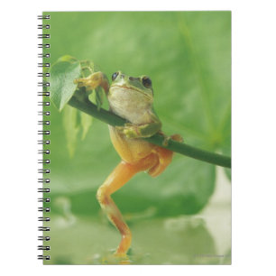 Tree Frog Notebook