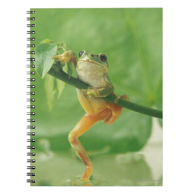 Tree Frog Notebook (Front)