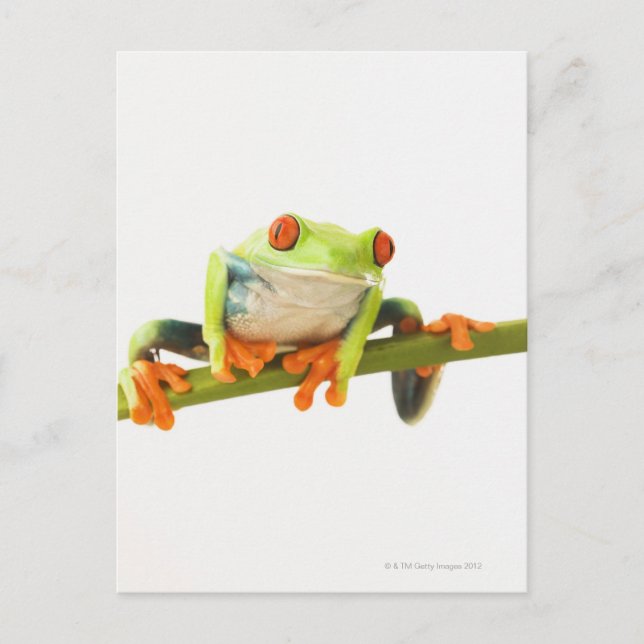 Tree frog on stem postcard (Front)