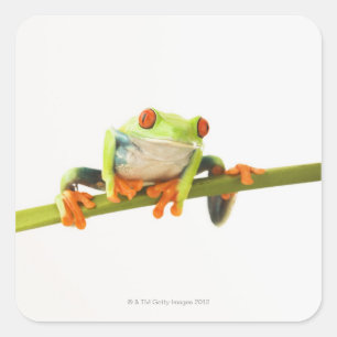 Tree frog on stem square sticker