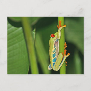 Tree Frog Photo Postcard