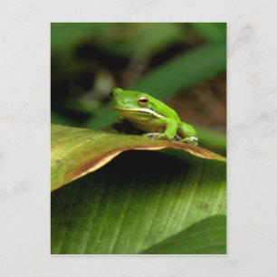 Tree Frog Postcard