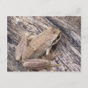 Tree Frog Postcard