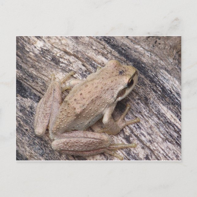 Tree Frog Postcard (Front)