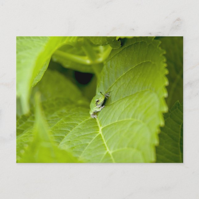 Tree Frog Postcard (Front)