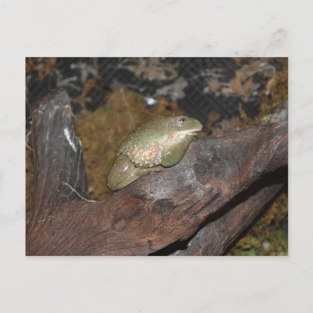 Tree Frog Postcard (Front)