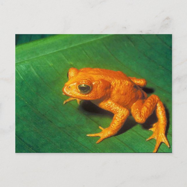 Tree Frog Postcard (Front)