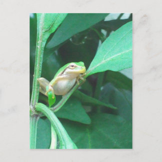 Tree Frog Postcard