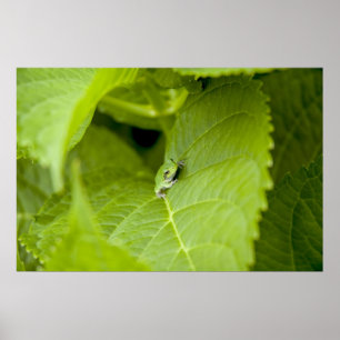 Tree Frog Poster