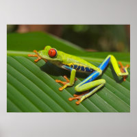 Tree-frog