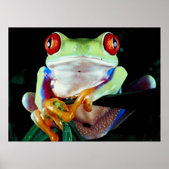 Tree Frog poster (Front)