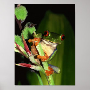 Tree Frog poster