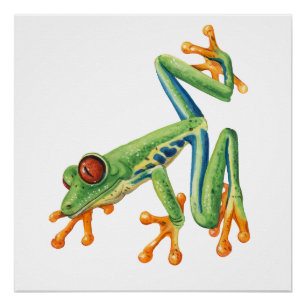Tree frog poster