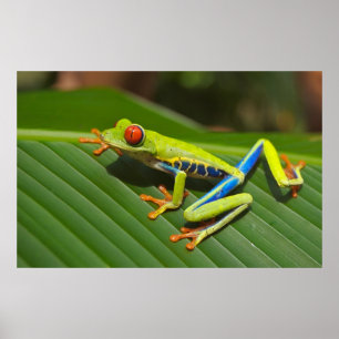 Tree Frog Poster