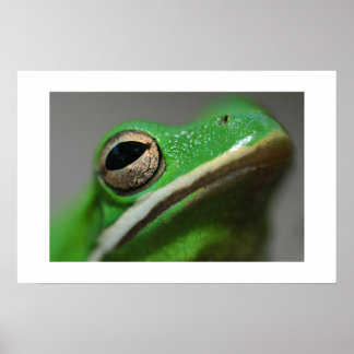 Tree Frog Poster