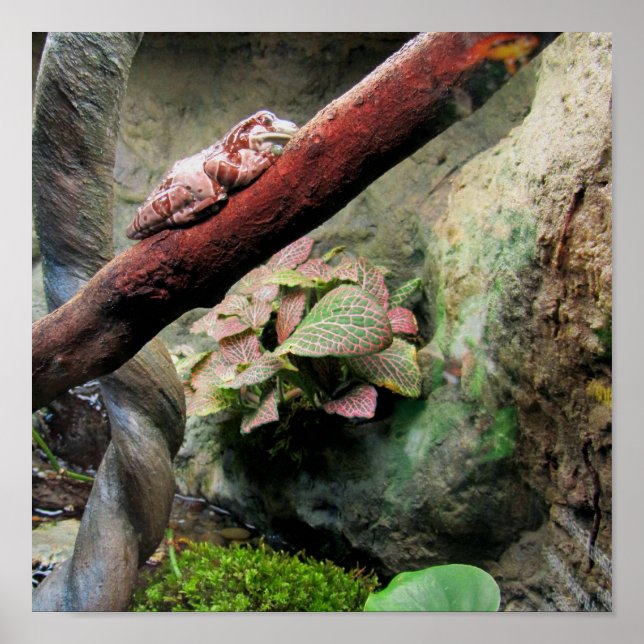 Tree Frog Poster (Front)