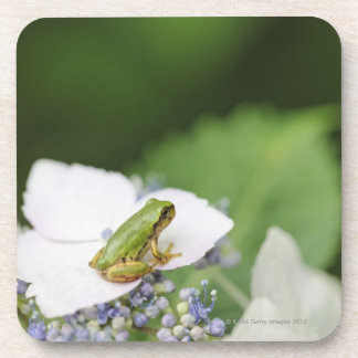 Tree Frog Sitting on a Hydrangea, Hyogo Coaster