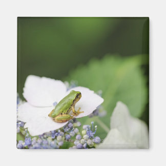 Tree Frog Sitting on a Hydrangea, Hyogo Magnet