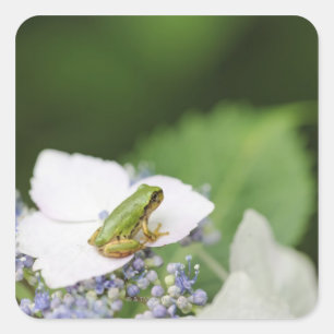 Tree Frog Sitting on a Hydrangea, Hyogo Square Sticker