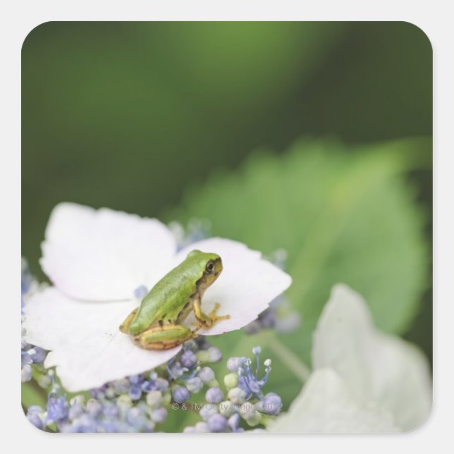 Tree Frog Sitting on a Hydrangea, Hyogo Square Sticker (Front)