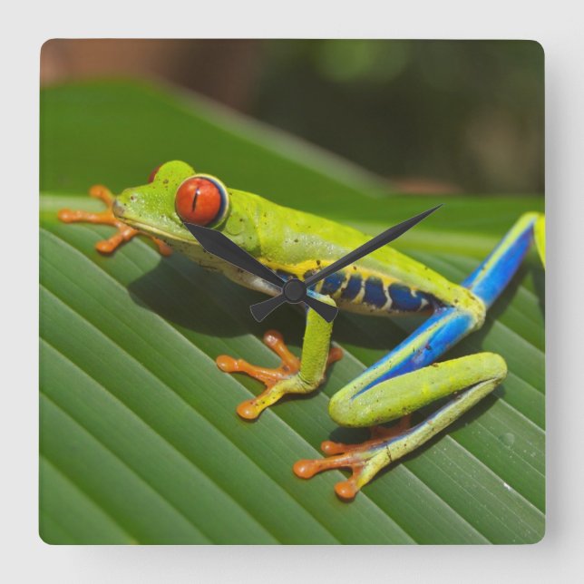Tree Frog Square Wall Clock (Front)