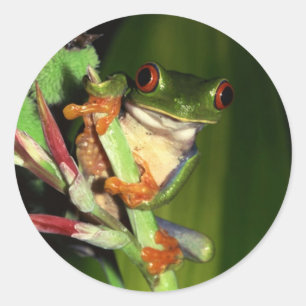 Tree Frog stickers