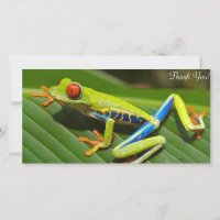 Tree Frog