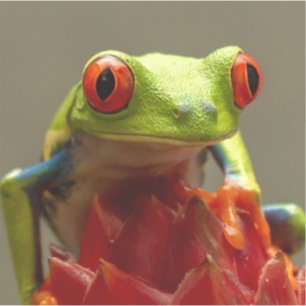Tree Frog with Red Eyes in Costa Rica