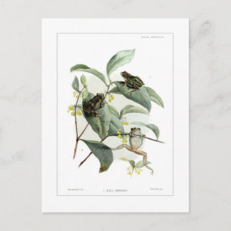 Tree frogs postcard