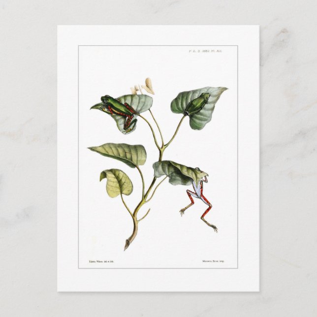Tree frogs postcard (Front)
