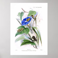 Tree frogs