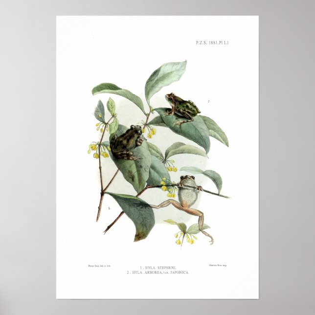 Tree frogs poster (Front)