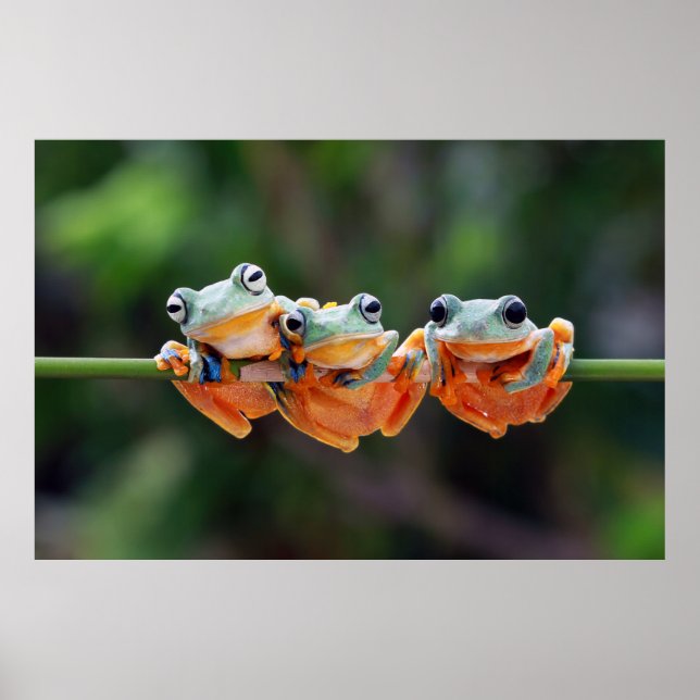 Tree Frogs Trio Poster (Front)
