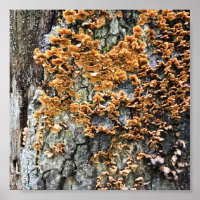 tree fungi