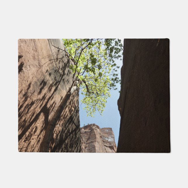 Tree Growing Between Rocks at Zion National Park Doormat (Front)