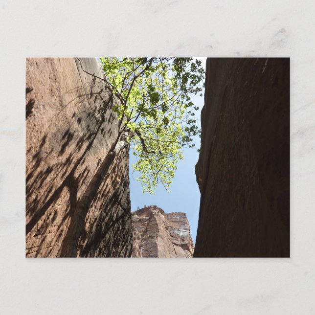 Tree Growing Between Rocks at Zion National Park Postcard (Front)