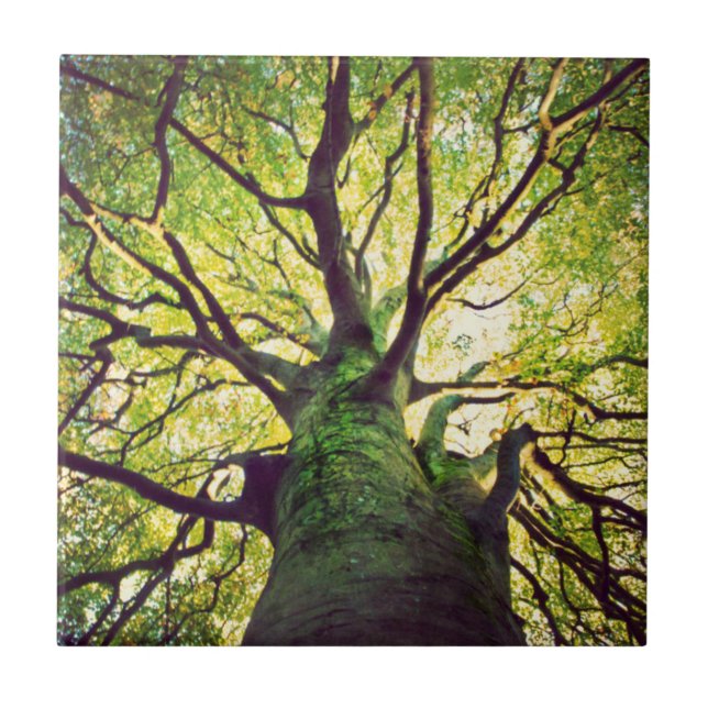 Tree Hugging Ceramic Tile (Front)