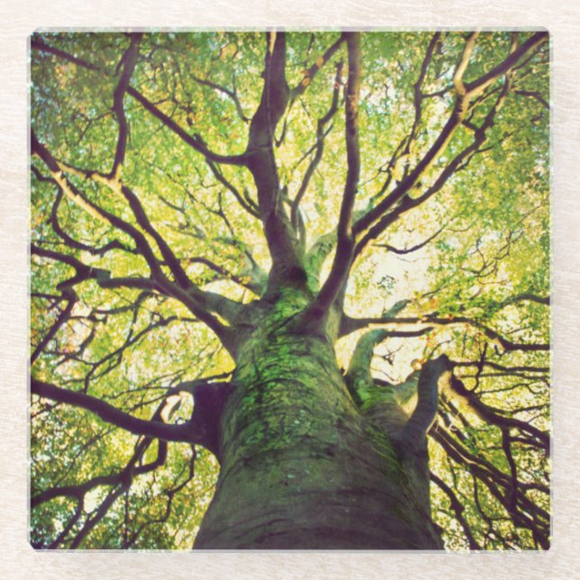 Tree Hugging Glass Coaster (Front)