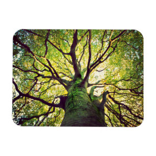 Tree Hugging Magnet