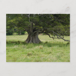 Tree In A Field Postcard