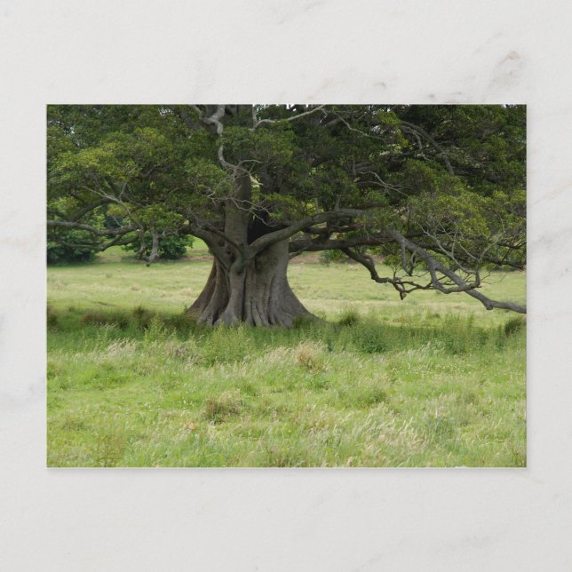 Tree In A Field Postcard (Front)